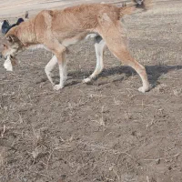 سگ سراب|سگ|خوی, |دیوار