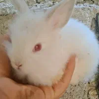 فروش یا معاوضه با کبوتر