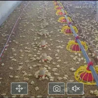 کارگر در مرغداری