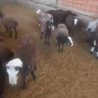 ۱۰۰ راس بره نر پروار وپای پروار بصورت کلی وتکی|حیوانات مزرعه|هشتگرد, فشند|دیوار