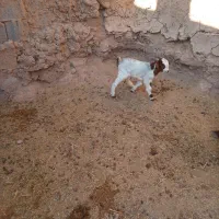 بره نر شیری رگاهی