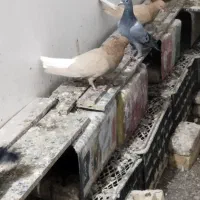 سرخ زرد دم سفید