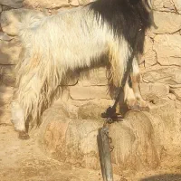 ۵ راس بیگ نر پرواری چاق چاق و یع تیشتر نر بهده|حیوانات مزرعه|اندیکا, |دیوار