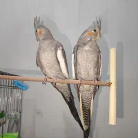 عروس هلندی|پرنده|گالیکش, |دیوار