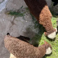 بره سبک دوقلو نر و ماده