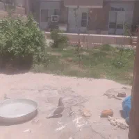 سلام دوستان ی نر پیس فوقالعاده بدرد بخور