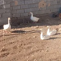 غاز محلی|حیوانات مزرعه|مشگین شهر, |دیوار