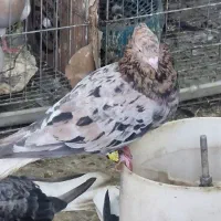 چند جفت دم سفید و نر تکی