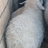 بره وبزغاله چاق و چله|حیوانات مزرعه|زاهدان, |دیوار