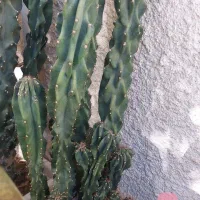 دو عدد کاکتوس صخره ایی