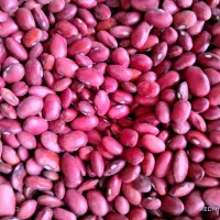 لوبیا قرمز سالم زود پز