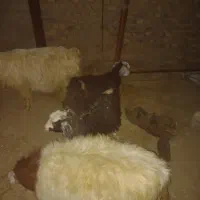 دو عدد بزغاله کوچک ماده