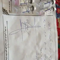 سگ پاکوتاه|سگ|مرند, |دیوار