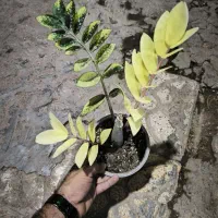 گل های آپارتمانی خاص