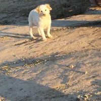 واگذاری توله پاکوتاه توله افغان