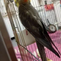 یک جفت عروس هلندی|پرنده|کشکوئیه, |دیوار