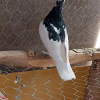 کبوتر|پرنده|رفسنجان, |دیوار