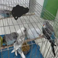 مرغ عشق ۱۰۰