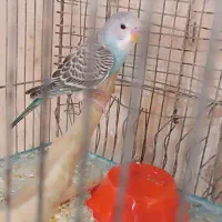 مرغ عشق نر جوان