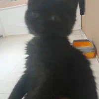 گربه پرشین اسکاتیش بریتیش|گربه|کرج, گوهردشت|دیوار