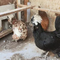 مرغ لهستانی پاپر خیلی خوشگل