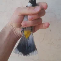 سهره نر سرمایی آوازخوان