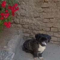 گمشده