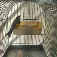 تعداد سهره جوجه قفس امسالی و پارسالی  قرص بخون|پرنده|کرج, باغستان|دیوار