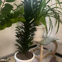 گیاه شاداب و مناسب