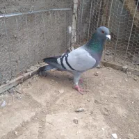 آلمانی و رنگه