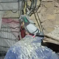 کبوترالمانی