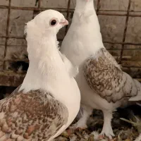 کفتر بلژیکی