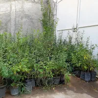 نهال انار شیرین نژاد گل بهشهر|خدمات باغبانی و درختکاری|گرگان, |دیوار