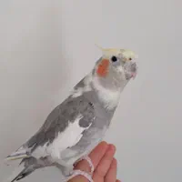 عروس هلندی دستی سخنگو