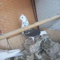 کفتر|پرنده|قلعه نو, |دیوار