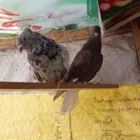 کبوتر مایدوم طوقی