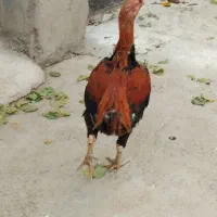 خروس لاری|حیوانات مزرعه|مهربان, |دیوار