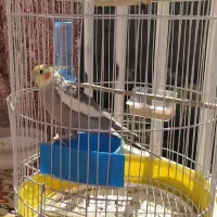 عروس هلندی|پرنده|پاوه, |دیوار