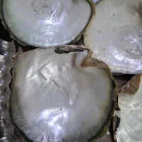 صدف براق|ماهی|اسفراین, |دیوار