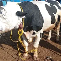 گوساله گوشتی