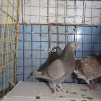 کبوتر|پرنده|کرج, حصارک پایین|دیوار