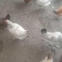 مرغ تخم گذار|حیوانات مزرعه|نوشین شهر, |دیوار