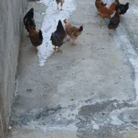 ۱۱مرغ تخم گذارو۱ خروس