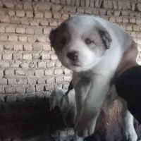 سگ الابای|سگ|گرگان, |دیوار