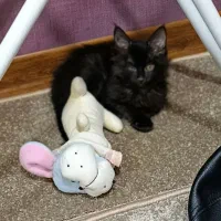 واگذاری بچه گربه