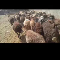 میش آبستن