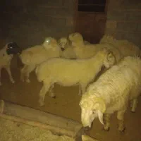 بره نر|حیوانات مزرعه|رفسنجان, |دیوار