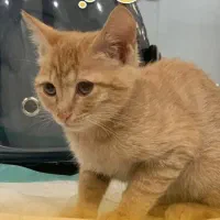 واگذاری گربه|گربه|کرج, جهان‌شهر|دیوار