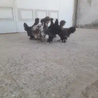 مرغ عثمانی|حیوانات مزرعه|اندیمشک, |دیوار