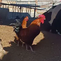 دو عدد خروس درشت با سی عدد مرغ تخمگذار محلی